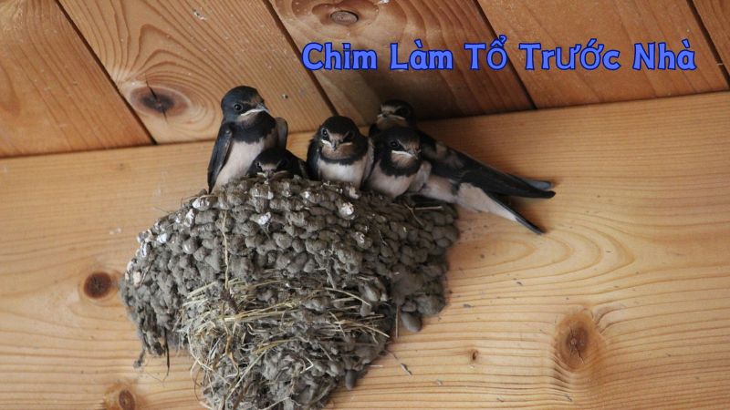 Chim Làm Tổ Trước Nhà